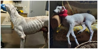 Illustration de l'article : 13 photos de chiens sauvés qui témoignent de la force des secondes chances