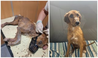 Illustration de l'article : 13 photos de chiens sauvés qui témoignent de la force des secondes chances