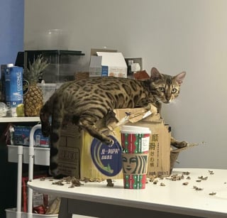 Illustration de l'article : 15 photos de chats devenus spécialistes pour déchiqueter les cartons