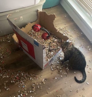 Illustration de l'article : 15 photos de chats devenus spécialistes pour déchiqueter les cartons