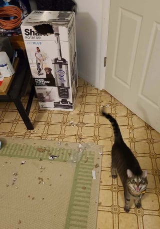 Illustration de l'article : 15 photos de chats devenus spécialistes pour déchiqueter les cartons