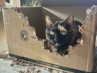 Illustration de l'article : 15 photos de chats devenus spécialistes pour déchiqueter les cartons