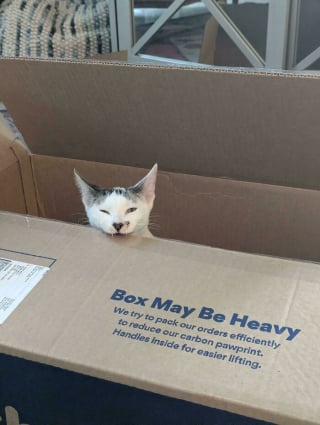 Illustration de l'article : 15 photos de chats devenus spécialistes pour déchiqueter les cartons