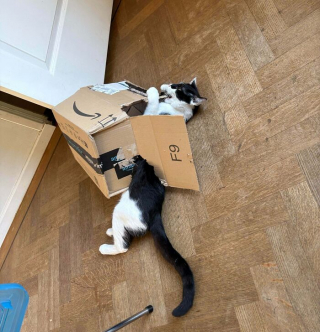 Illustration de l'article : 15 photos de chats devenus spécialistes pour déchiqueter les cartons