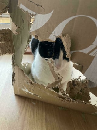 Illustration de l'article : 15 photos de chats devenus spécialistes pour déchiqueter les cartons