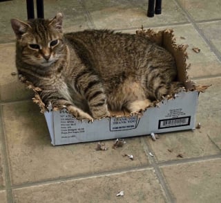 Illustration de l'article : 15 photos de chats devenus spécialistes pour déchiqueter les cartons
