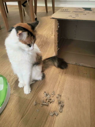 Illustration de l'article : 15 photos de chats devenus spécialistes pour déchiqueter les cartons