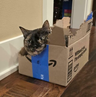 Illustration de l'article : 15 photos de chats devenus spécialistes pour déchiqueter les cartons