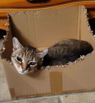 Illustration de l'article : 15 photos de chats devenus spécialistes pour déchiqueter les cartons