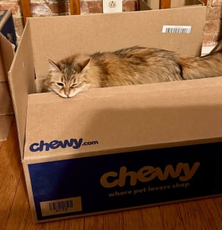 Illustration de l'article : 15 photos de chats devenus spécialistes pour déchiqueter les cartons