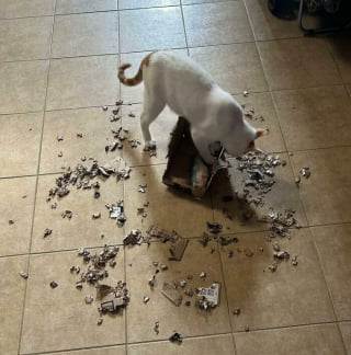 Illustration de l'article : 15 photos de chats devenus spécialistes pour déchiqueter les cartons