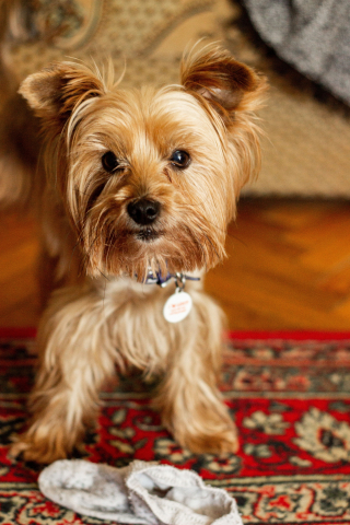 Illustration de l'article : 17 comportements canins qui intriguent les humains