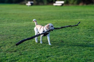 Illustration de l'article : 17 comportements canins qui intriguent les humains