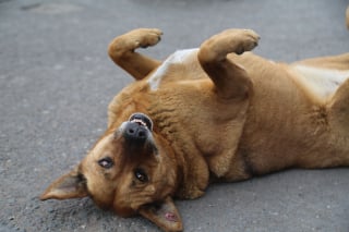 Illustration de l'article : 17 comportements canins qui intriguent les humains