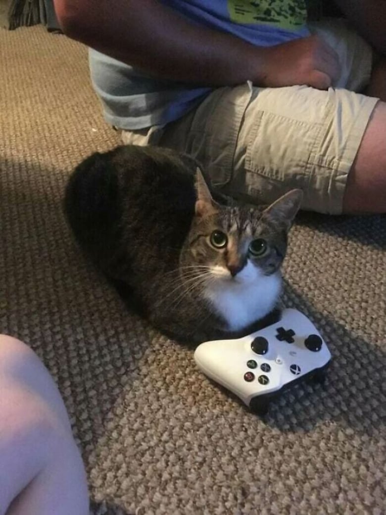 https://www.woopets.fr/assets/ckeditor/2026/jun/actualities/62688/xl/3.jpg