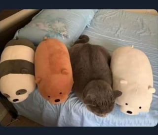 Illustration de l'article : 18 photos de chats prises au moment parfait pour les rendre drôles