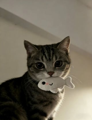 Illustration de l'article : 18 photos de chats prises au moment parfait pour les rendre drôles