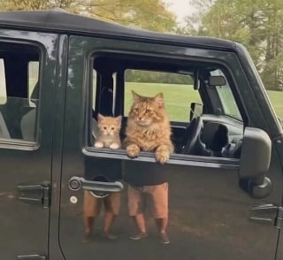 Illustration de l'article : 18 photos de chats prises au moment parfait pour les rendre drôles