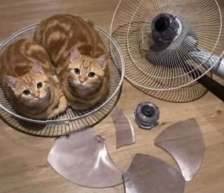 Illustration de l'article : 18 photos de chats prises au moment parfait pour les rendre drôles