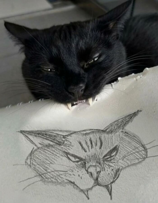 Illustration de l'article : 18 photos de chats prises au moment parfait pour les rendre drôles