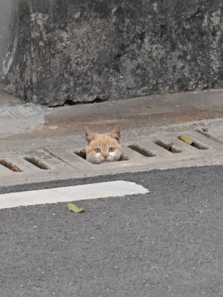 Illustration de l'article : 18 photos de chats prises au moment parfait pour les rendre drôles