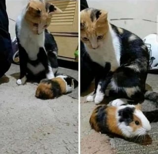 Illustration de l'article : 18 photos de chats prises au moment parfait pour les rendre drôles