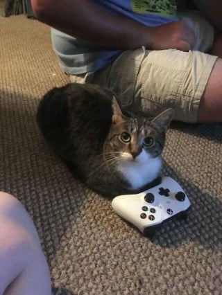 Illustration de l'article : 18 photos de chats prises au moment parfait pour les rendre drôles