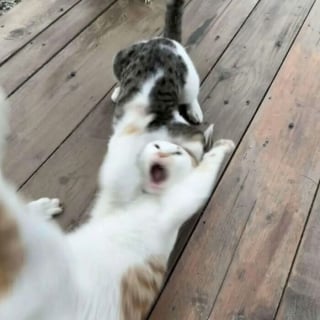 Illustration de l'article : 18 photos de chats prises au moment parfait pour les rendre drôles