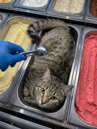 Illustration de l'article : 18 photos de chats prises au moment parfait pour les rendre drôles