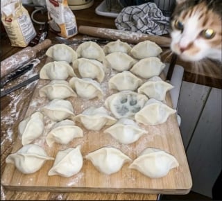 Illustration de l'article : 18 photos de chats prises au moment parfait pour les rendre drôles