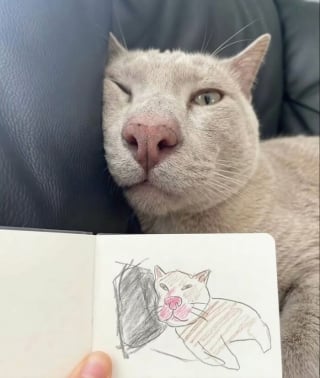 Illustration de l'article : 18 photos de chats prises au moment parfait pour les rendre drôles