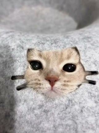 Illustration de l'article : 18 photos de chats prises au moment parfait pour les rendre drôles