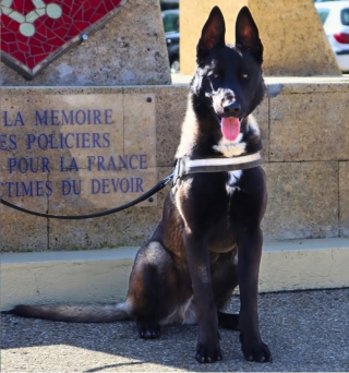 Illustration de l'article : Sauv&eacute; de l'errance, ce chien de la police gardoise est agress&eacute; lors d'une bagarre alcoolis&eacute;e mais parvient &agrave; y mettre fin