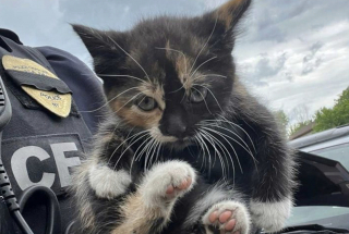 Illustration de l'article : Un chaton est sauv&eacute; 2 fois dans la m&ecirc;me journ&eacute;e apr&egrave;s &ecirc;tre rest&eacute; coinc&eacute; dans 2 v&eacute;hicules diff&eacute;rents