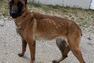 Illustration de l'article : Un homme condamn&eacute; &agrave; de &laquo; la prison ferme &raquo; apr&egrave;s avoir fait passer son propre chien pour un animal errant