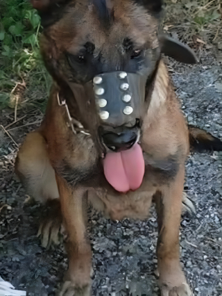 Illustration de l'article : Venu d&eacute;noncer l&rsquo;abandon d&rsquo;un Malinois, il est finalement identifi&eacute; comme le propri&eacute;taire du chien et plac&eacute; en garde &agrave; vue