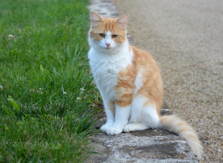Illustration de l'article : 2 Tarnaises emm&egrave;nent un chat chez le v&eacute;t&eacute;rinaire, sa puce r&eacute;v&egrave;le qu'on le cherchait depuis 9 mois &agrave; 160 km de l&agrave;