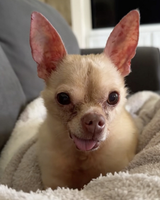 Illustration de l'article : Ce Chihuahua aboie sans arr&ecirc;t quand il n&rsquo;est pas port&eacute;, et oblige sa famille d&rsquo;accueil &agrave; trouver une solution pleine d&rsquo;amour (vid&eacute;o)