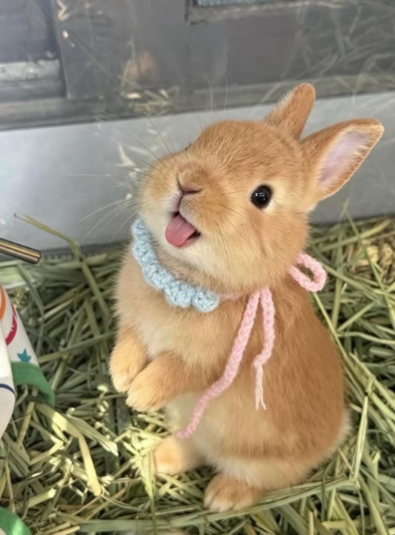 https://www.woopets.fr/assets/ckeditor/2026/jun/actualities/62712/xl/1.jpg