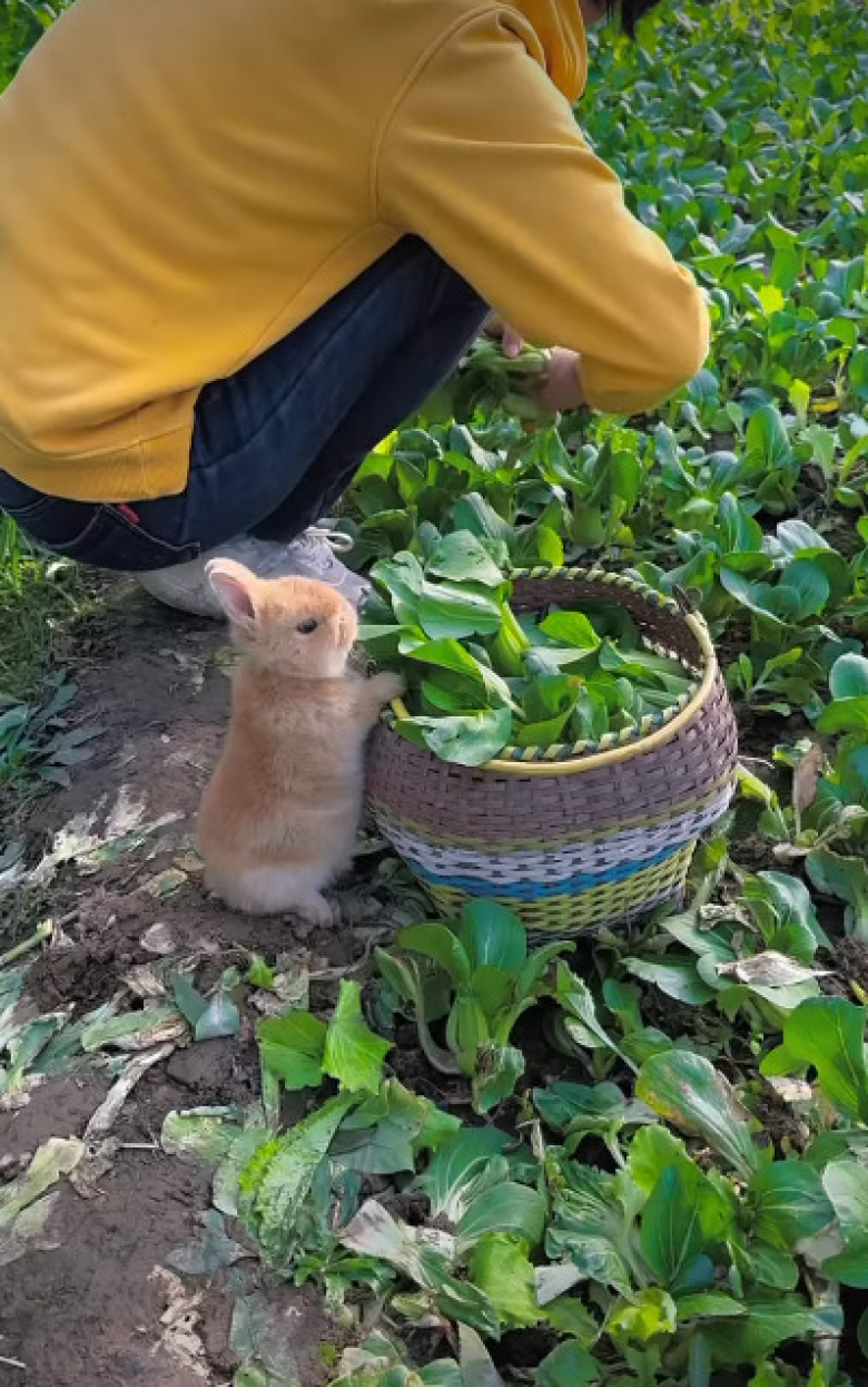 https://www.woopets.fr/assets/ckeditor/2026/jun/actualities/62712/xl/14.jpg