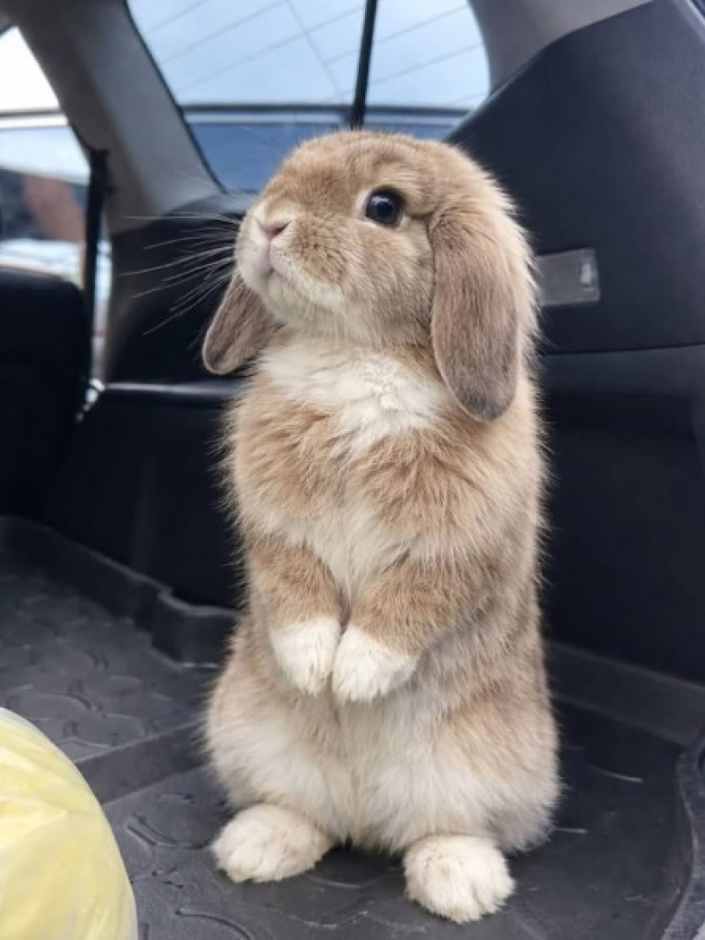 https://www.woopets.fr/assets/ckeditor/2026/jun/actualities/62712/xl/3.jpg