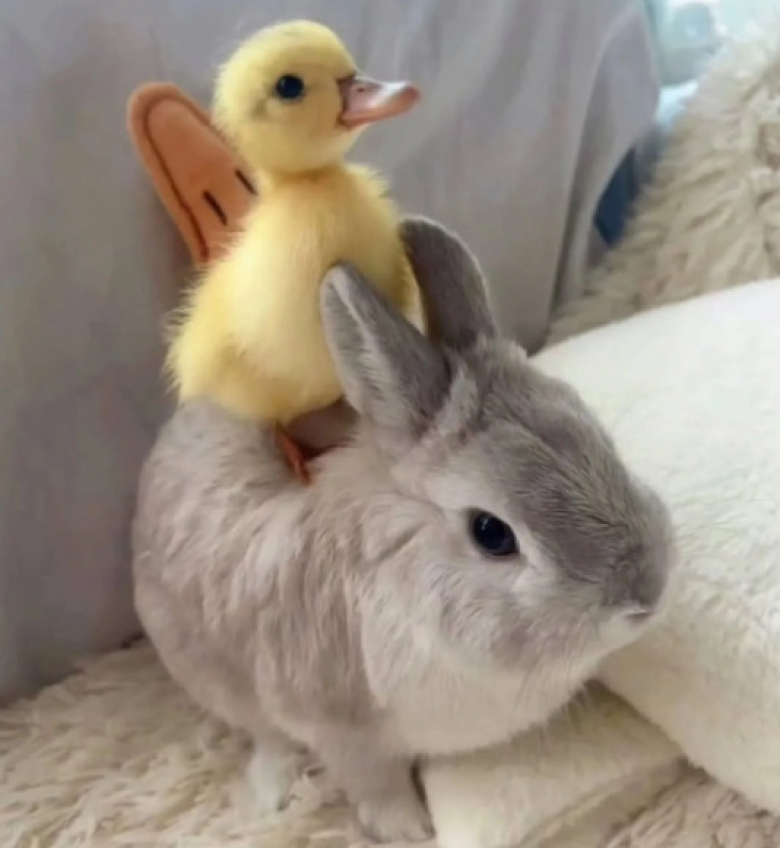 https://www.woopets.fr/assets/ckeditor/2026/jun/actualities/62712/xl/6.jpg