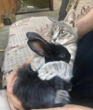 Illustration de l'article : 15 photos de lapins trop mignons pour mettre du bonheur dans votre journ&eacute;e