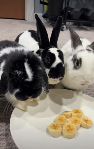 Illustration de l'article : 15 photos de lapins trop mignons pour mettre du bonheur dans votre journ&eacute;e
