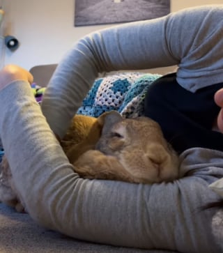 Illustration de l'article : 15 photos de lapins trop mignons pour mettre du bonheur dans votre journ&eacute;e
