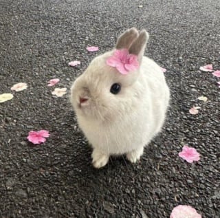 Illustration de l'article : 15 photos de lapins trop mignons pour mettre du bonheur dans votre journ&eacute;e