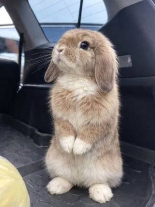 Illustration de l'article : 15 photos de lapins trop mignons pour mettre du bonheur dans votre journ&eacute;e