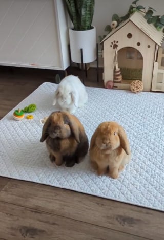 Illustration de l'article : 15 photos de lapins trop mignons pour mettre du bonheur dans votre journ&eacute;e