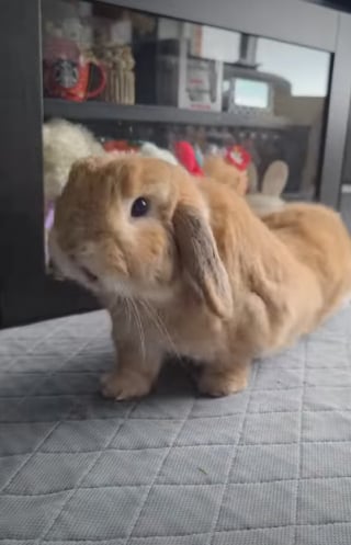 Illustration de l'article : 15 photos de lapins trop mignons pour mettre du bonheur dans votre journ&eacute;e