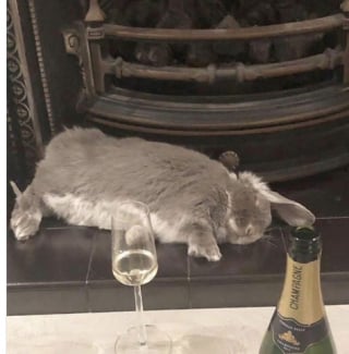 Illustration de l'article : 15 photos de lapins trop mignons pour mettre du bonheur dans votre journ&eacute;e
